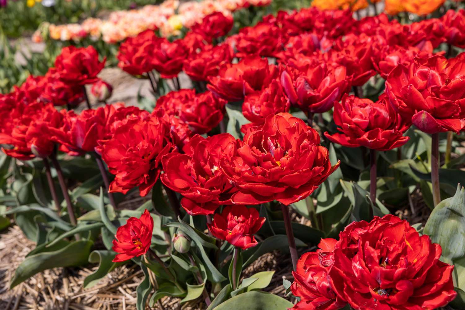 Tulppaani 'Red Princess'